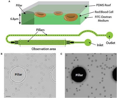 Fluorescence Exclusion: A Simple Method to Assess Projected Surface, Volume and Morphology of Red Blood Cells Stored in Blood Bank